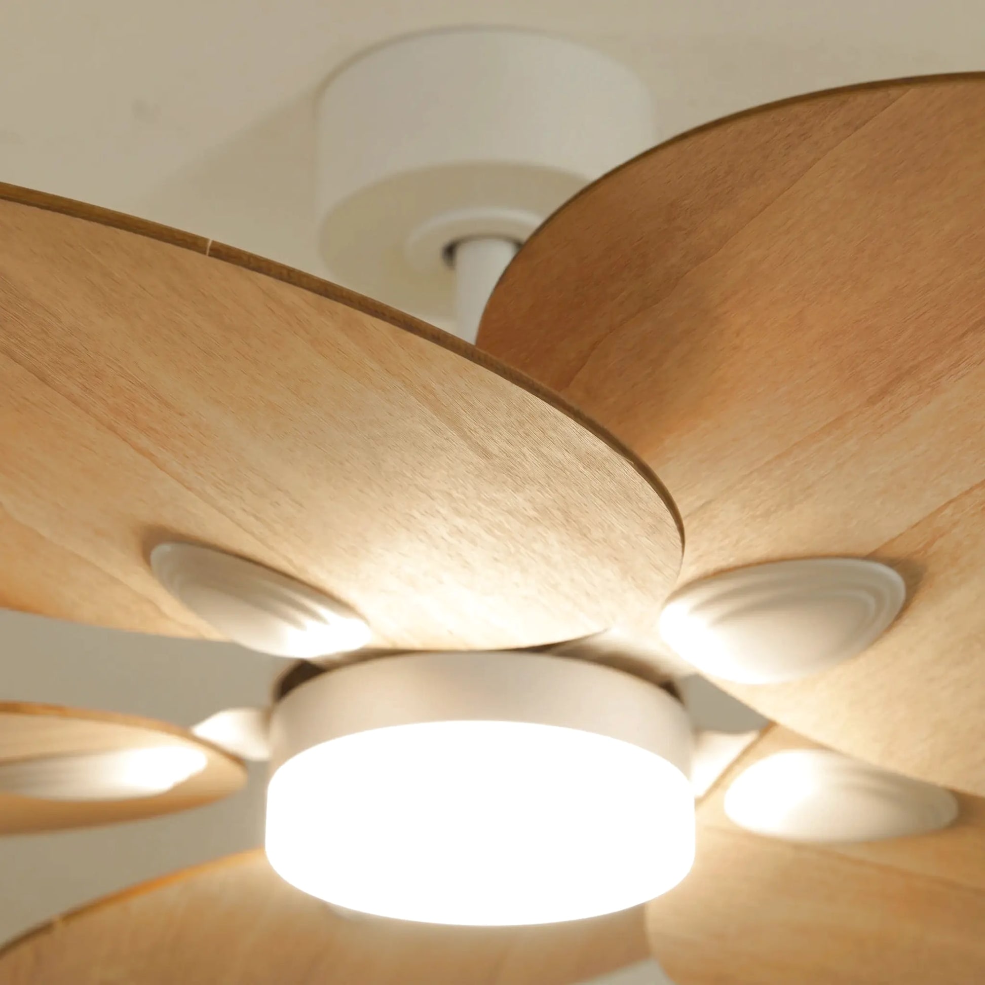 Lotus teinté Chêne | Ventilateur de plafond